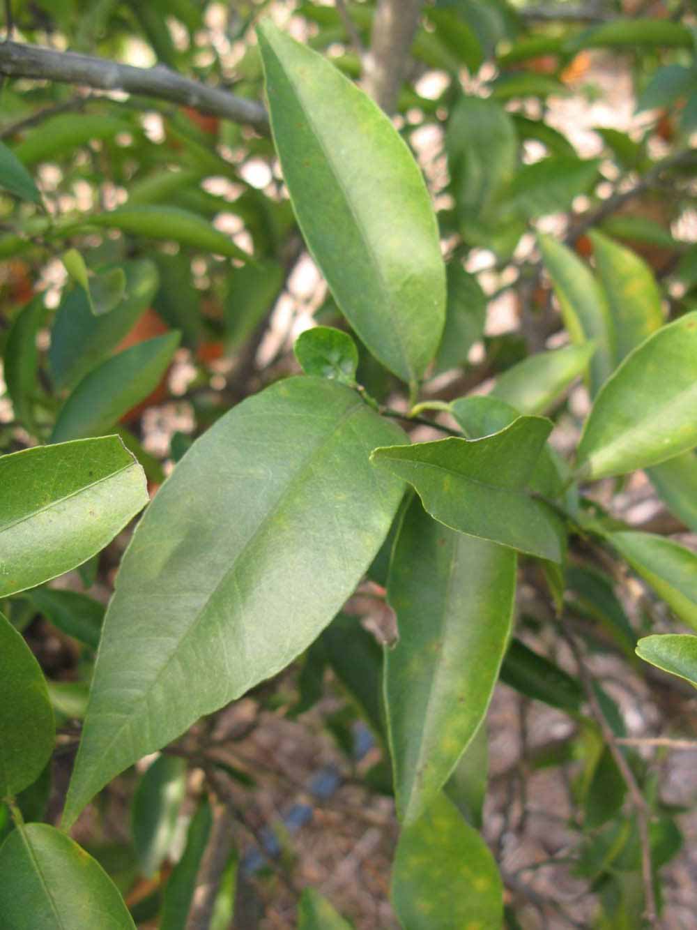            Shade leaves (Winter Haven, FL)   